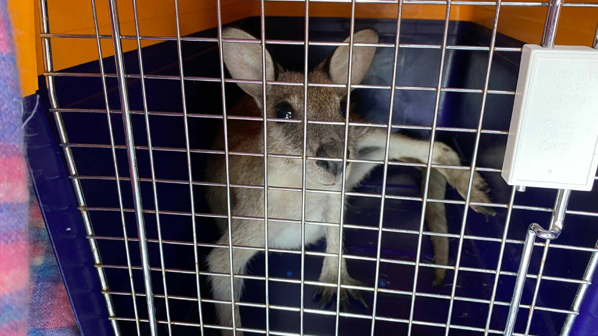 LUCKY FELLA: The lucky agile wallaby recovering at the RSPCA.