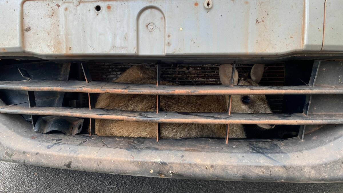 WILD RIDE: The wallaby stuck behind the grill of a vehicle after being run over at Laura on Cape York.