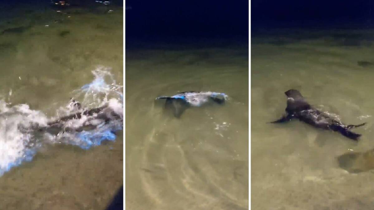 As happy as a seal ... in glowing blue waves. Photo: Screen grab