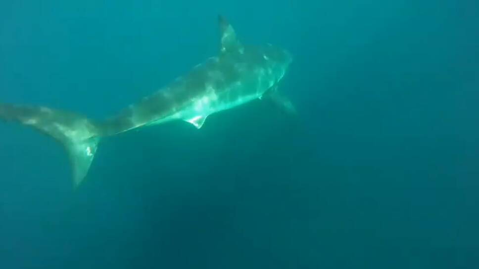 The great white which chased kayak fisher Ken Gerke and his fishing mate Dave Barwise. Photo: screen grab