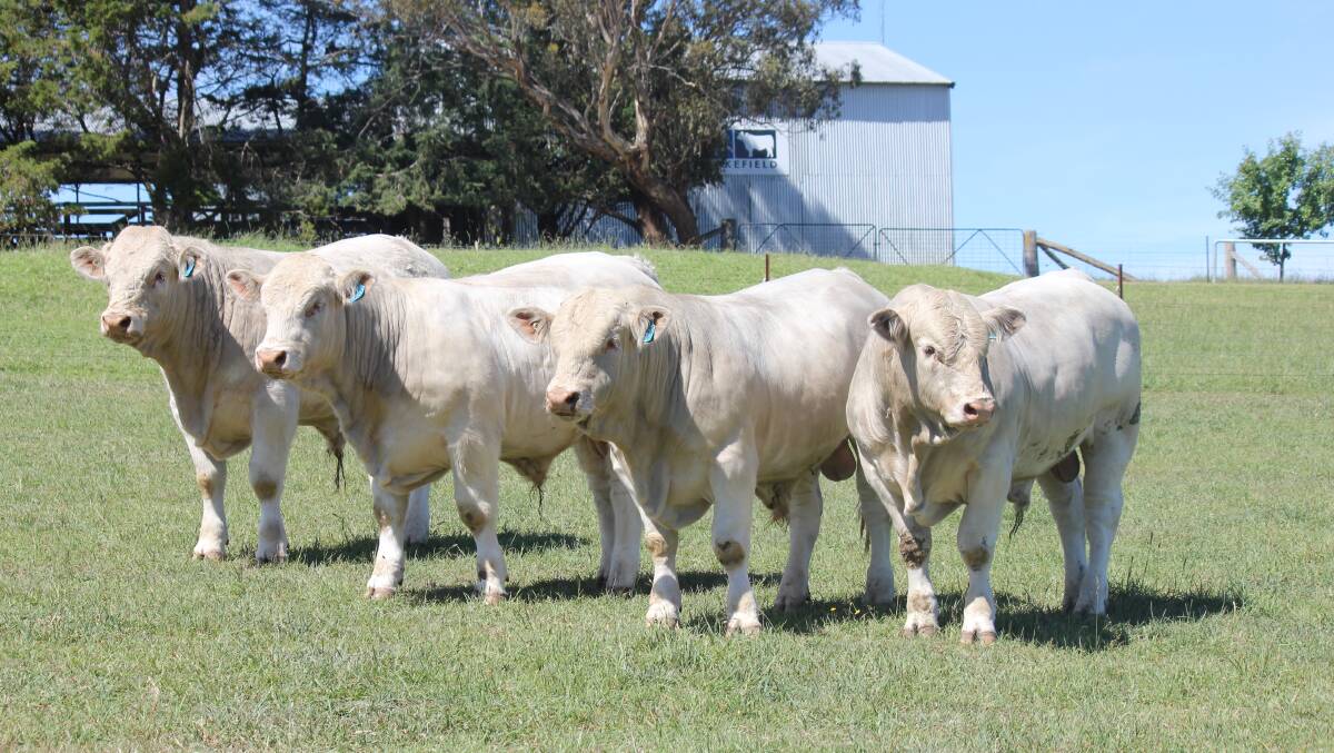 GOOD PERFORMERS: The Frizells run a dual commercial and stud operation which comprises 250 registered stud Charolais females, 100 registered Angus cows, and 200 Charolais/Angus-cross and Charolais/Shorthorn-cross cows.