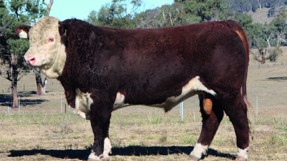 TOUGH: Lotus Herefords bulls have demonstreated great constitution through another difficult season and exhibit natural muscle and ability to lay down fat. Bulls have been semen tested and are presented ready to work.