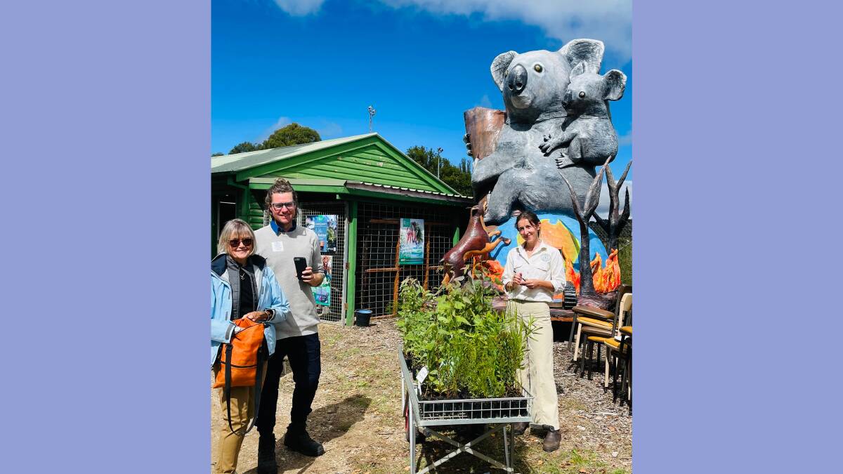 A giant koala keeps a watchful eye on displays by Southern New England Landcare, Australian Plants Society and Northern Tablelands Wildlife Carers.