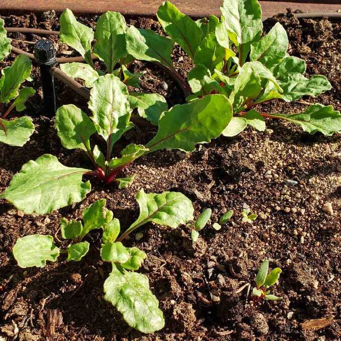 Now is the time to plant seeds of peas, beans, zucchini, pumpkins, lettuce, beetroot, carrots and radishes, which can all be sown directly into the ground.