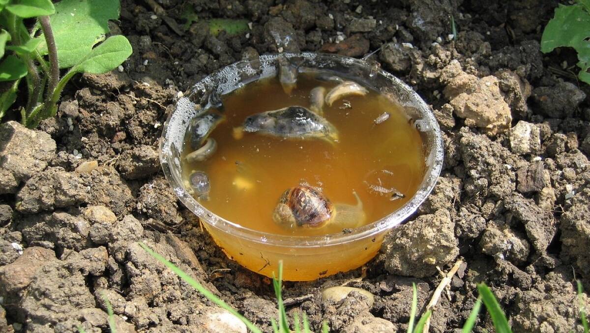 The yeast in beer attracts slugs and snails in surprising numbers, and they drown in it. Beer traps such as this are simple to set up and cost only the amount of a can of your least-favourite beer.