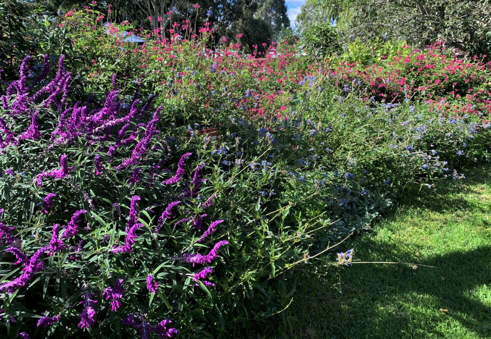 A massed display of different Salvias showing off a fabulous explosion of lush autumn growth and a profusion of flowers that will last well as the days become cooler.