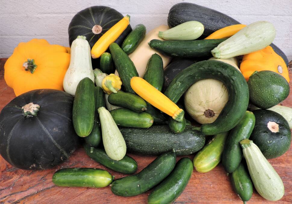 A large harvest of zucchini, squash and cucumbers, including a few monsters that flourished during time away from the garden over Christmas, which the chooks will really enjoy!