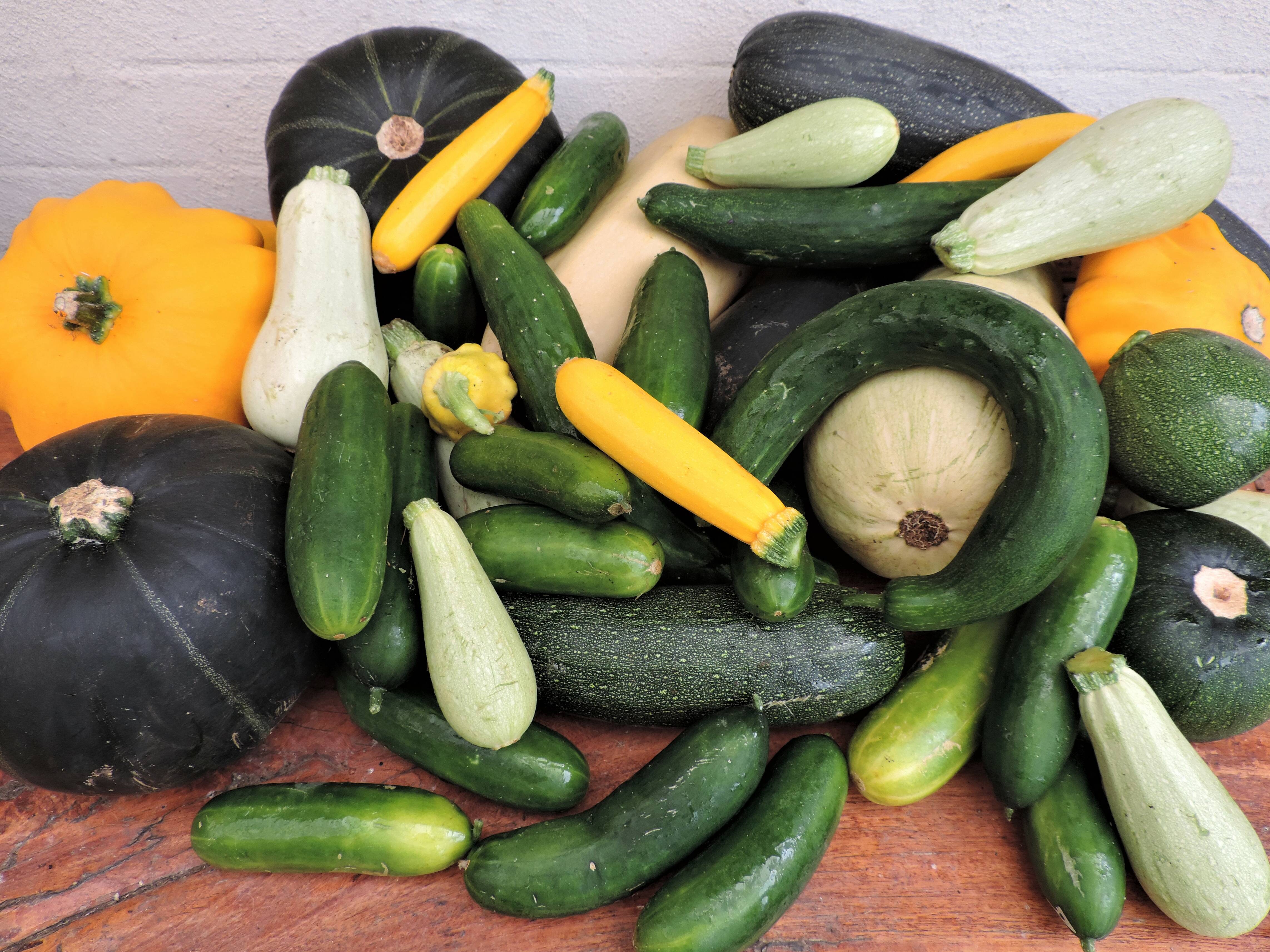 Image of Harvest of cucumbers and zucchini