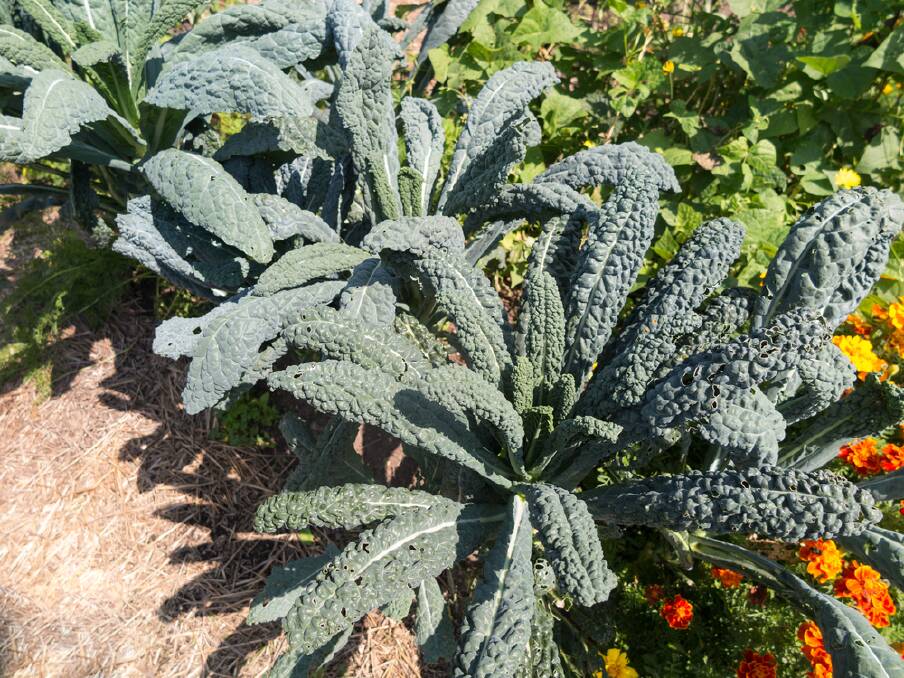 This well-established crop of Cavolo Nero kale was panted in February and is ready to start harvesting. 