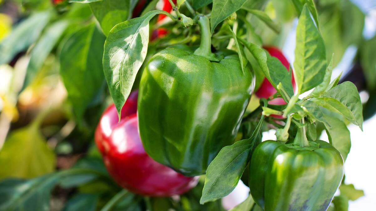 Capsicum can be harvested either early, when they are still green, or later at their red stage. Fruits that have turned red will be sweeter and more nutrient-dense than the green capsicums but dont keep for as long.