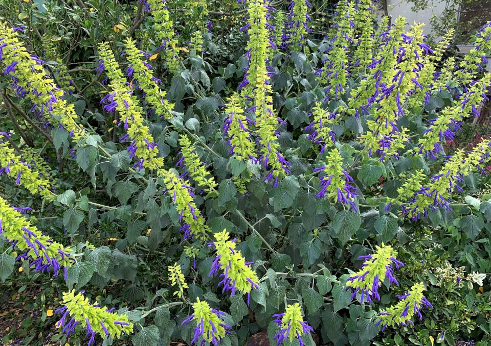 Salvia mexicana "Limelight" is one of the great autumn-flowering plants. Its large green leaves set off stunning lime-green and purple flowers from early summer until the first frosts. Best in a sunny site where it can get protection from the heaviest frosts.