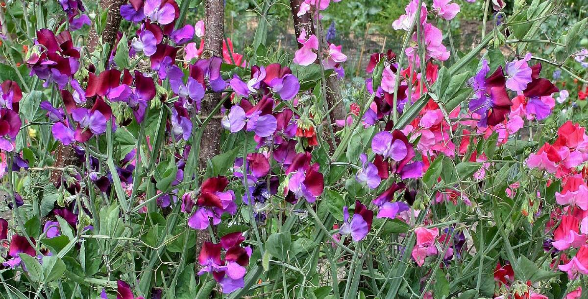 Get your sweet pea seeds in now to have a healthy show of flowers in spring. Sow early varieties in March, May and September and a late season variety in November, to enjoy their fabulous perfume from as early as August until as late as May.