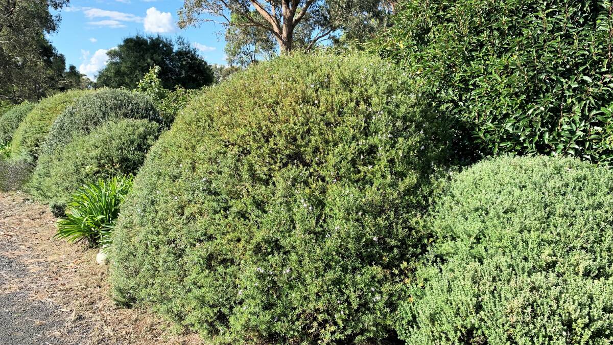 These varieties of Westringia have been pruned into rounded shapes and kept to about 1.5 metres high. Once established they only need a light trim a couple of times a year, depending on how kind the seasons have been.