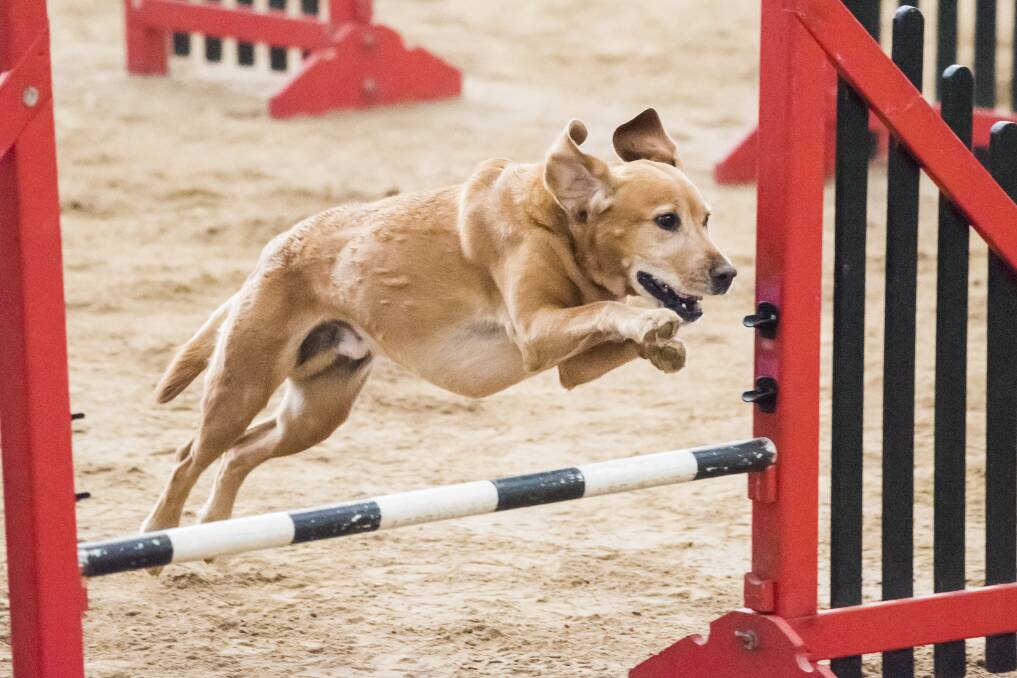 JUMPING: Hundreds of dogs took part in Tamworth's National Agility Dog Grand Prix over the long weekend, and many are now bound for Armidale's trial. Picture: Peter Hardin