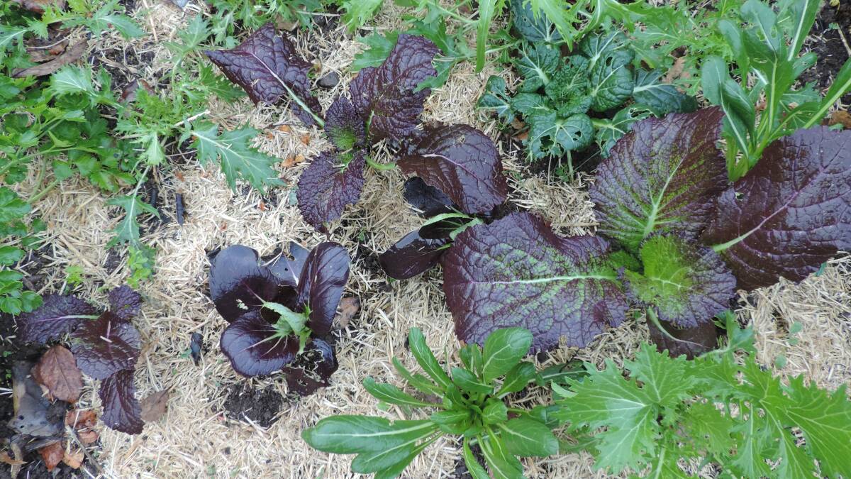 These Asian greens are nearly ready for a first harvest of the outer leaves. Included here are Red Mustard with decorative broad purplish and green leaves, Mibuna with long narrow leaves, Mizuna with frilly edged leaves, purple Bok Choy and a darker green Tatsoi.
