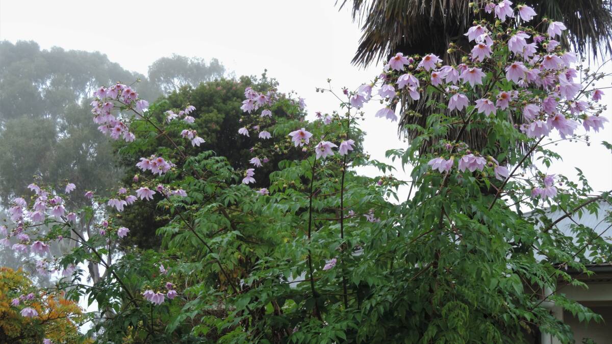 Tree dahlias in full bloom on a misty morning. When a big frost, one that reaches as high as these flowers, occurs, they will be reduced to mush, but in the meantime it's great to be able to enjoy them in full flower this year!