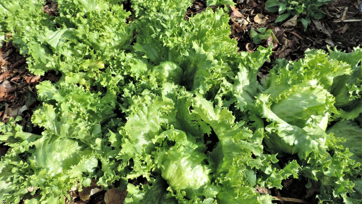 These Iceberg lettuces have been quietly growing through the last couple of months of winter and the first ones are now almost ready to pick.