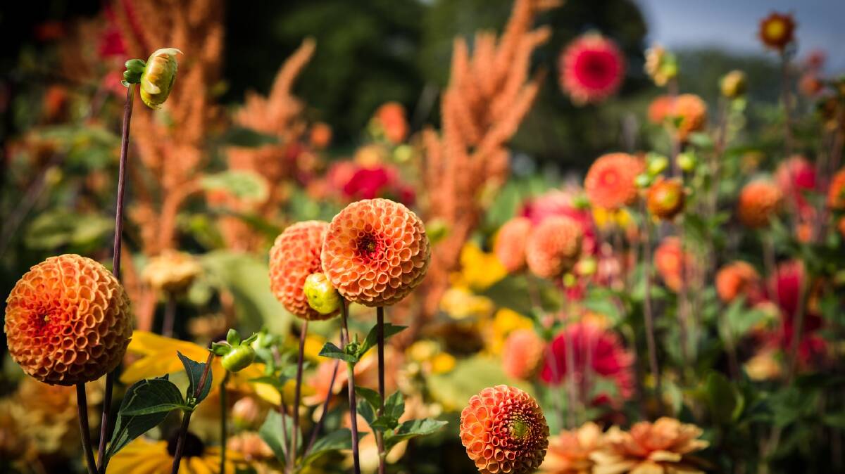 These pompon Dahlias benefitted from being divided in spring last year, and provided a great display in this bed of orange and yellow flowered plants.