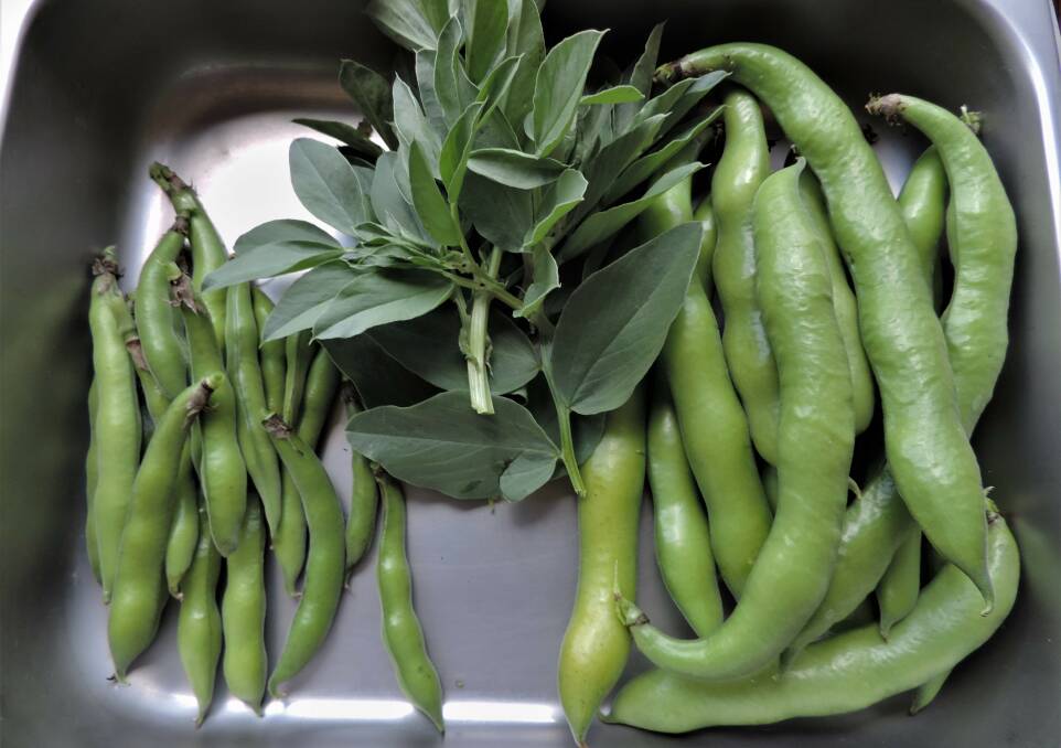 Freshly harvested Broad Beans. Those on the right will be cooked whole, pod and all; the shoots used in stir fries and the fat ones will be shelled and the beans cooked or dried and stored for cooking in winter or sowing next year.