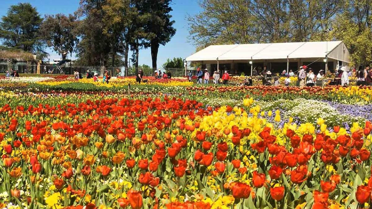 Massed planting of red, orange and yellow tulips at Canberra's Floriade festival which is a celebration of spring held annually in September.