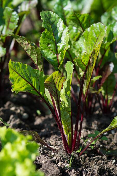Beetroot seedlings that will be ready to harvest in 2-3 months, just the right time for adding to summer salads.