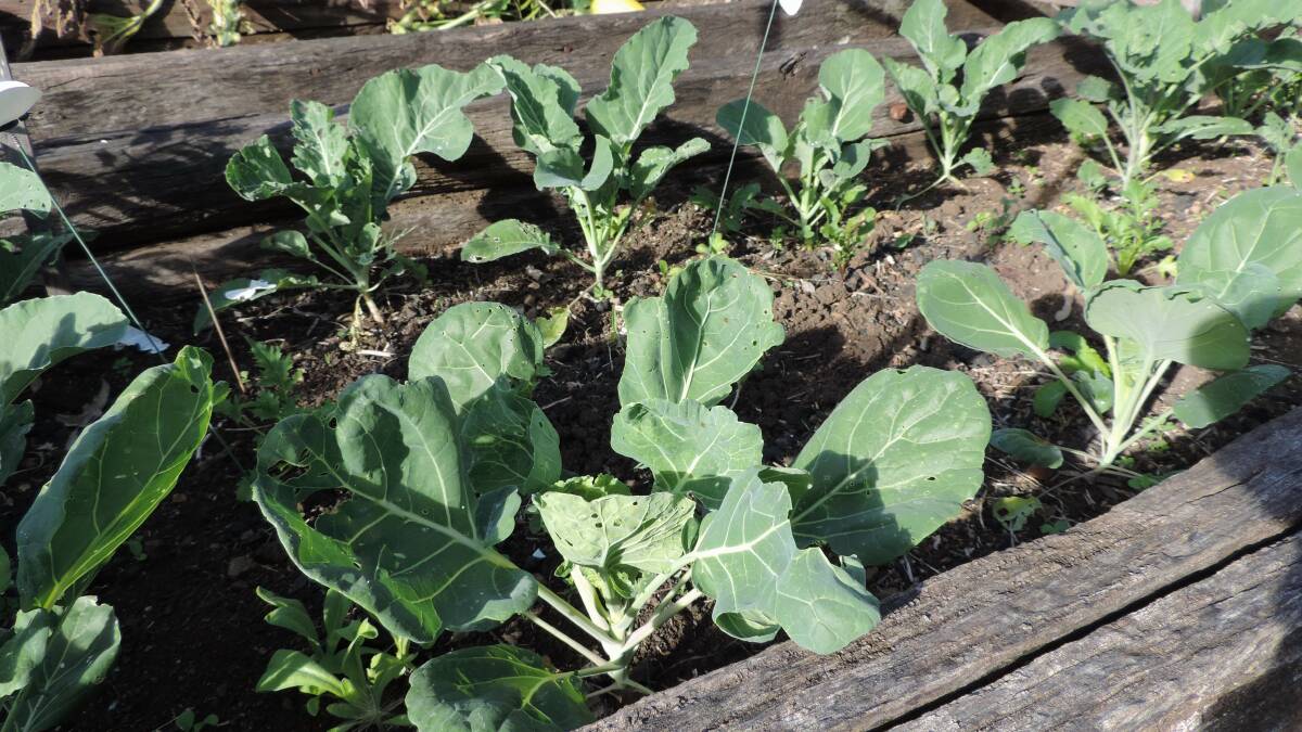Well established Brussels Sprouts and Cauliflower seedlings, planted out about the beginning of March. The white cabbage moth decoys are supposed to trick the real white butterflies into thinking this territory is already taken.