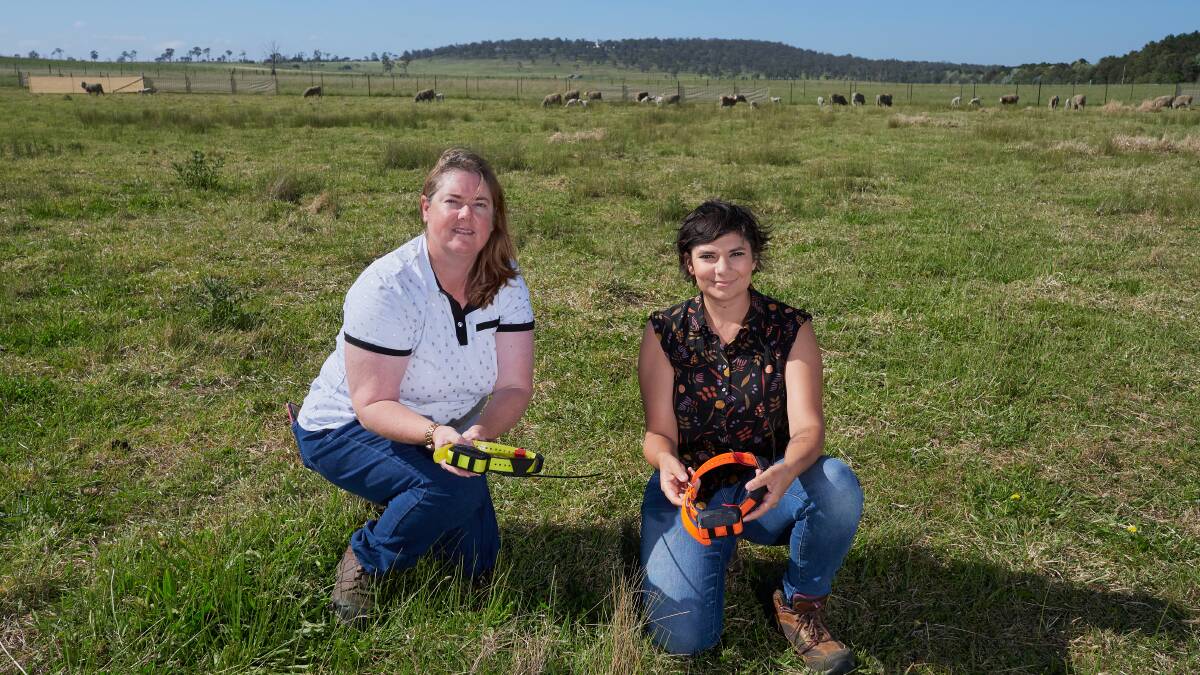 UNE PhD student Tellisa Kearton and post-doctoral researcher Danila Marini with sheep collars used as part of the virtual fencing program.