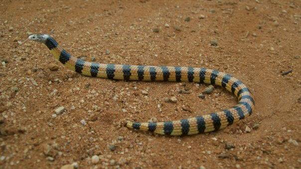 Banded snakes occur through south-western Australia where their reproductive cycle follows strong seasonal patterns. 