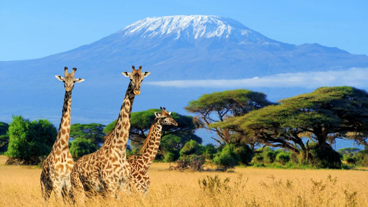 Three giraffes in front of Mount Kilimanjaro.