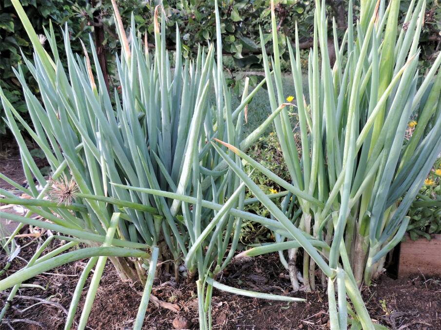 These spring onions have been continuously harvested throughout the summer and early autumn.The larger plants will now be allowed to go to seed and the new seedlings to grow wherever the seeds fall and germinate.
