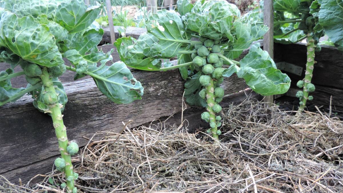 Brussels sprouts planted in Marc, growing happily with regular watering and harvested progressively since about the end of June. Picture: Supplied