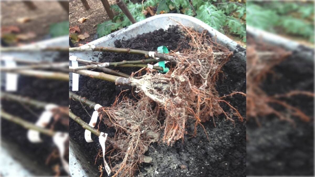 Bare-rooted fruit trees waiting to be planted. These trees have their roots exposed for the purposes of the photo only at all other times they were covered or in a bucket of water, to prevent them drying out before being planted.