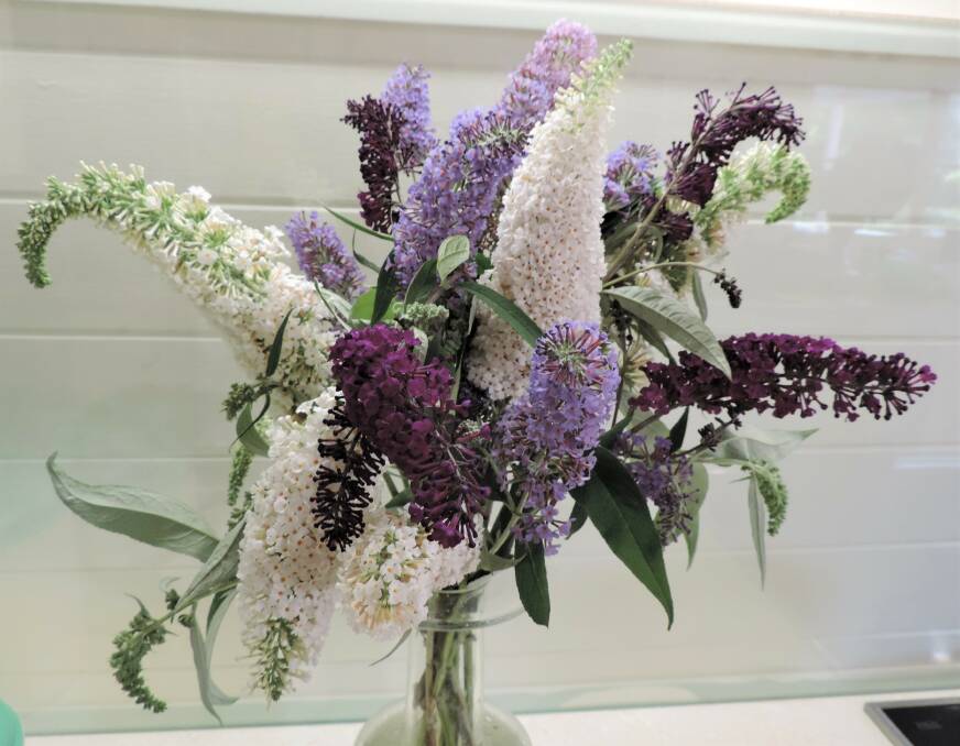 Buddlejas are available in a wide variety of colours and forms, from dwarf to large shrubs and produce a lovely scent so are great in a vase indoors.