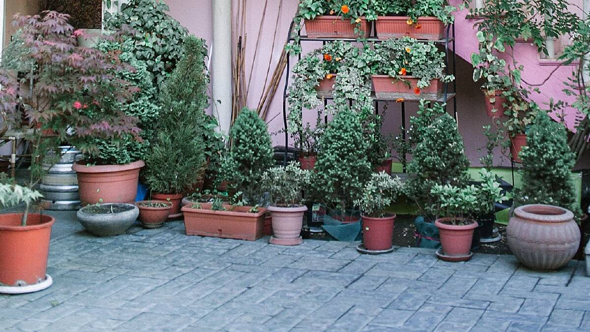 This collection of potted plants includes a few that would benefit from being re-potted, either into bigger pots, or having their roots trimmed and replanted back into the same pots with fresh pot