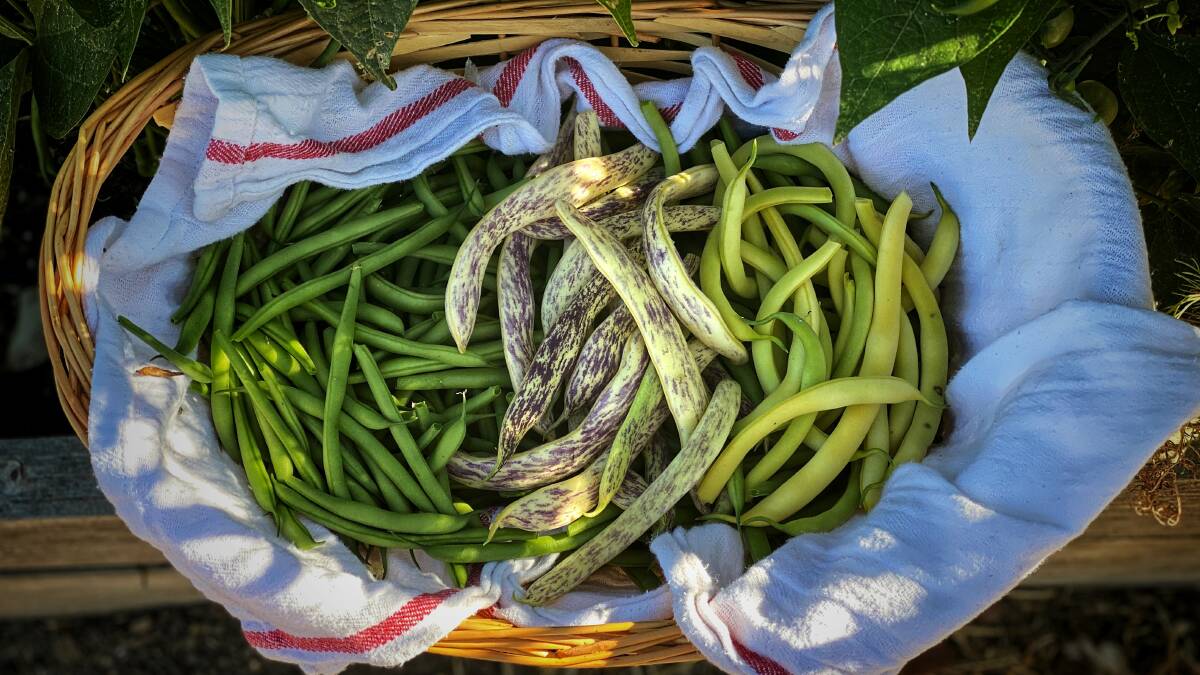 Three types of bush beans, left to right; green beans, heirloom "Dragon's Tongue" beans and yellowish butter beans. The green and butter beans are best eaten fresh, while Dragon's Tongue bean are delicious fresh or dried.