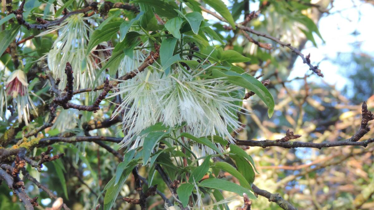 The fluffy, silky seedheads of this Clematis cirrhosa growing up into an old apple tree, further extend the interest throughout winter, even after the plant has finished flowering.