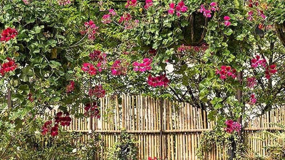 Pelargoniums (also known as geraniums) are ideal for hanging baskets as they like a well-drained potting mix and can take drying out a little. These ivy-leafed ones make a great show hanging from this pergola.