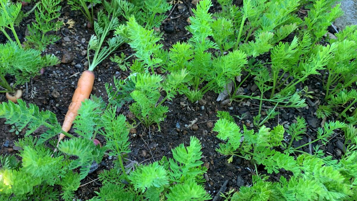 These carrots were thinned out when they were just about 5cm high but any that are very close together will benefit from being thinned again now. Carrots thinned out at about 10cm long are tender and sweet and make a great snack!