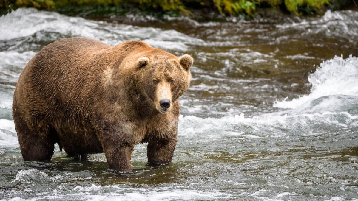 Science Matters || Fat bears compete in annual contest