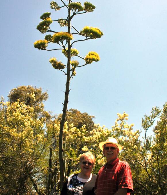 Rare occasion: Armidale residents Lucy and Bob Willis were thrilled to discover this week that a cactus, native to Mexico and growing on their property, has sprouted flowers for the first time in almost three decades.
