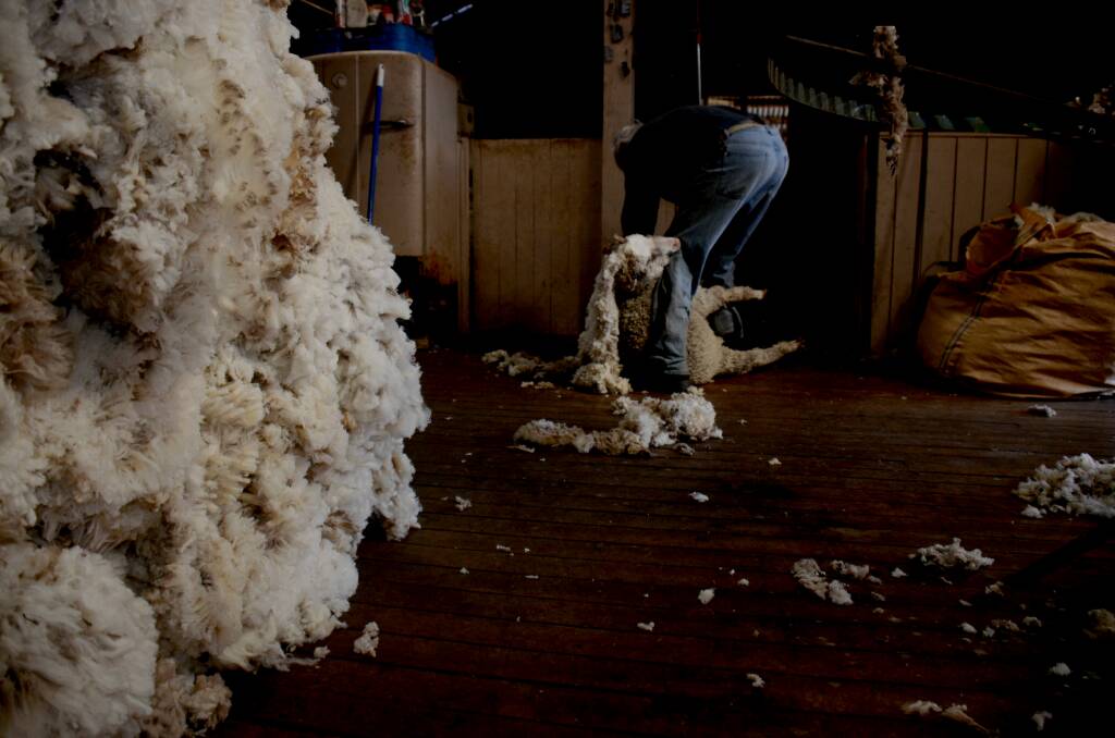 Ray Williams is 85-years-old and still shearing. Photo: Rachel Baxter