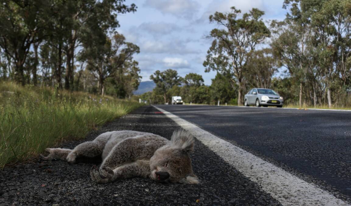 HARSH REALITY: Photographer hopes the heartbreaking image of a koala killed by a car near Armidale will bring a sobering message to motorists to watch out for wildlife. Photo: Harrison Warne