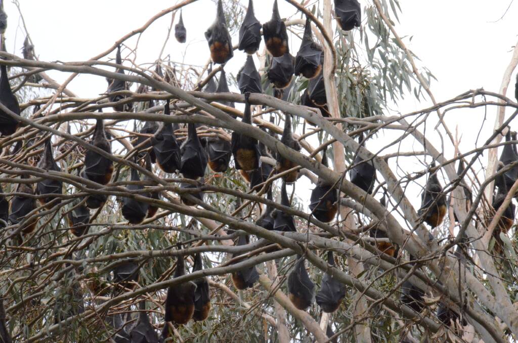 HUNDREDS OF BATS BREEDING: Hundreds of bats have taken up residence on the city's south side.