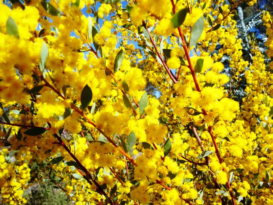 Acacia buxifolia: The box-leaf wattle has bright yellow flowers that appear in early spring and continue to bloom for some weeks.