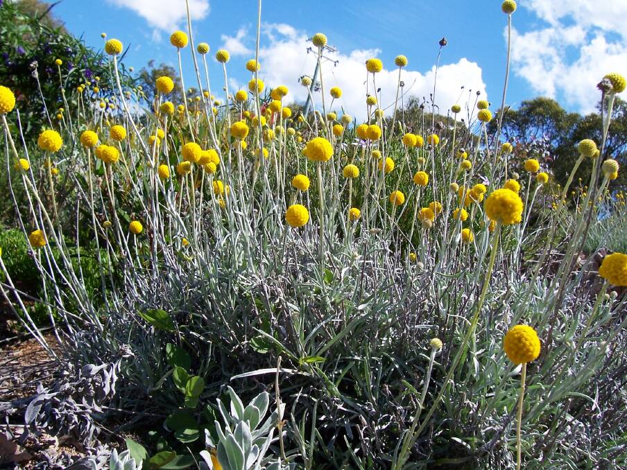 Craspedia variabilis: Known as Billy Buttons, this member of the daisy family has narrow, silvery leaves.