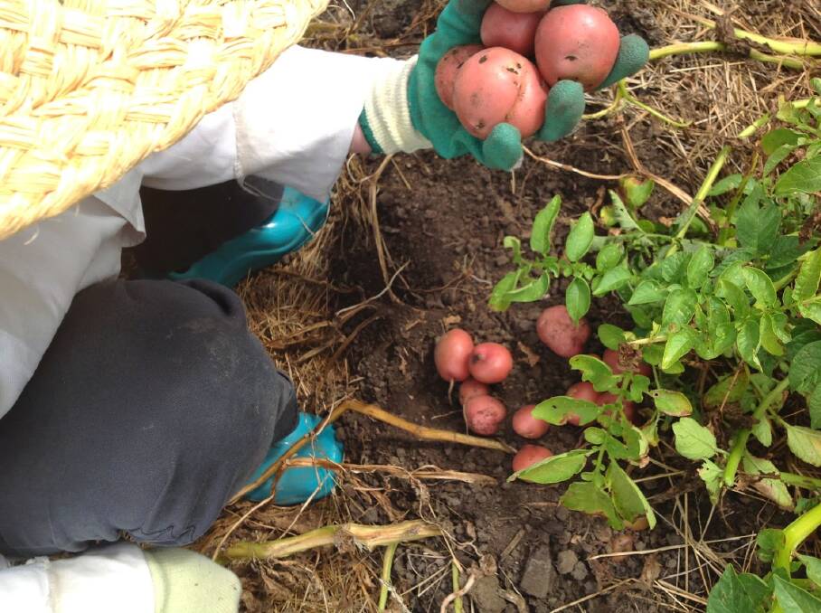 Digging for gold: Early spuds can be harvested without digging up the whole plant.