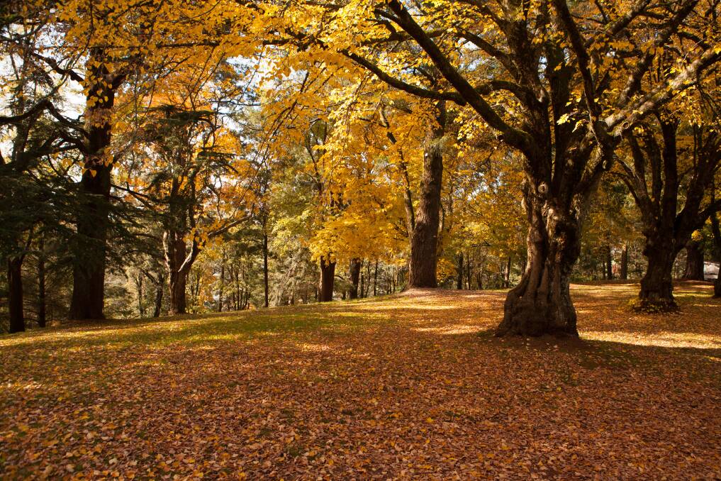 Dramatic chemistry: There is a scientific reason for the beautiful gold and red tones of the leaves in autumn.