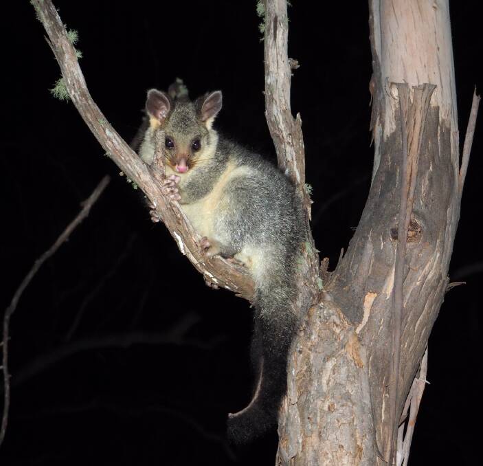 Tough customer: The brush-tailed possum knows how to make its way in the world.