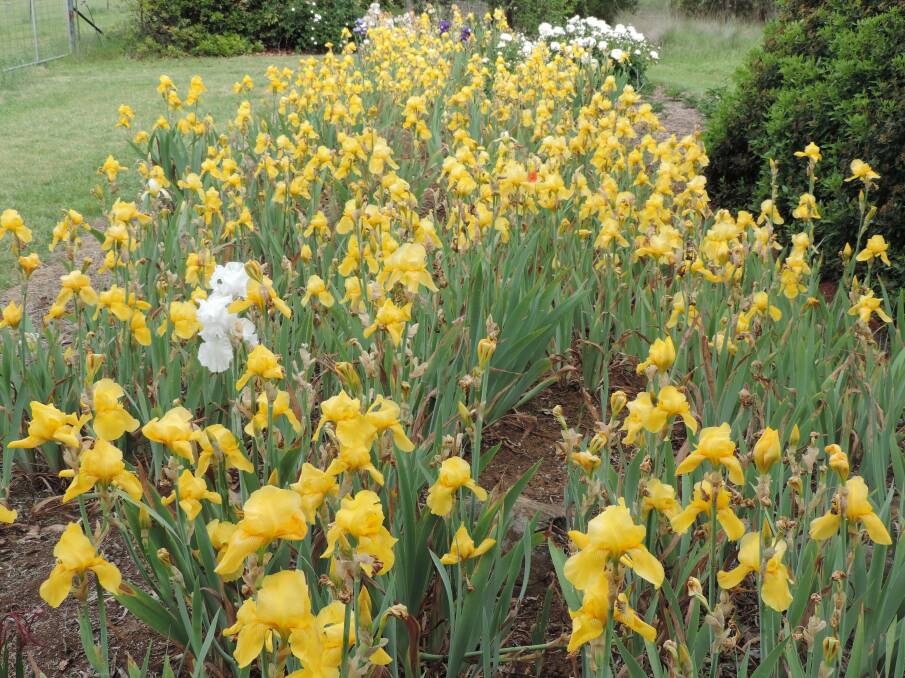 Beautiful display: Irises are tough, rewarding plants which can survive with an occasional shower of rain and not much attention other than dividing every few years.