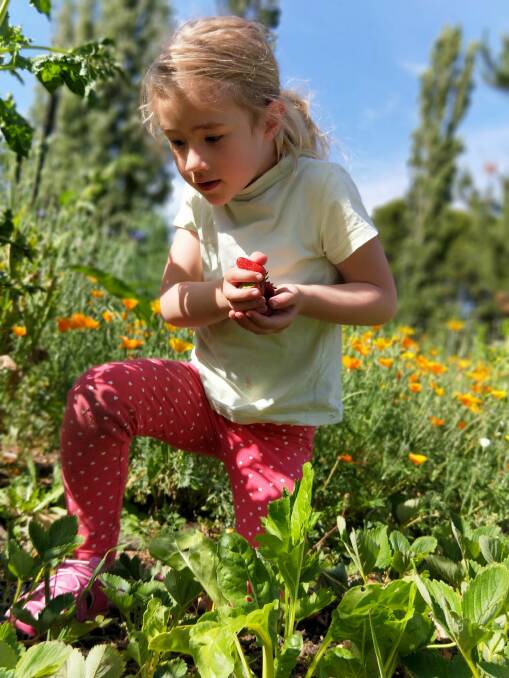 Treasure hunt: Elodie Lucas searching for strawberries at the community garden.